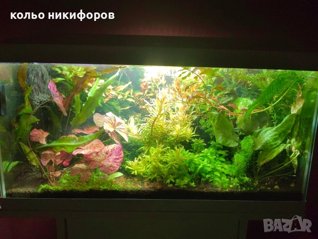 Пакет Аквариумни растения