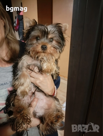 Йоркширски териер. Йорки., снимка 6 - Йоркширски териер - 51917739