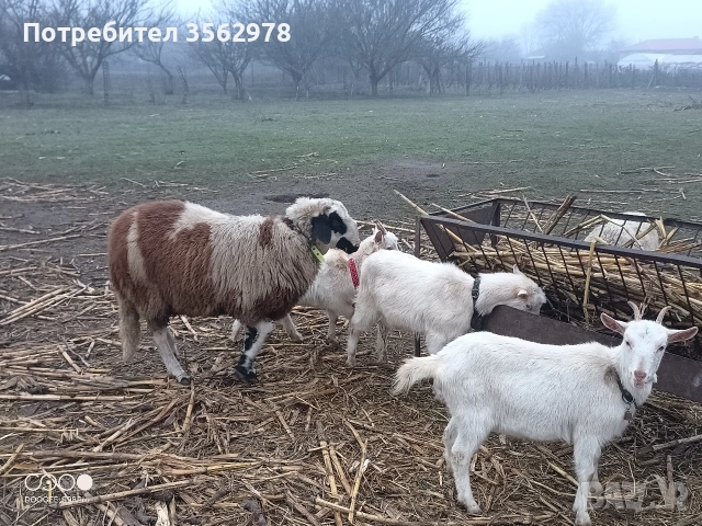 шиле 55 кг, снимка 3 - Овце - 52880774