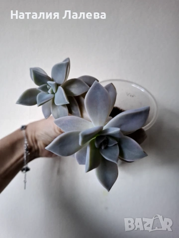 Граптопеталум, Graptopetalum, снимка 3 - Стайни растения - 53591308