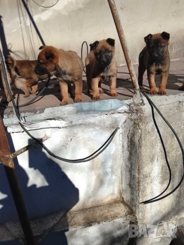 Продавам малки белгийски овчарки, снимка 2 - Белгийска овчарка - 47330260