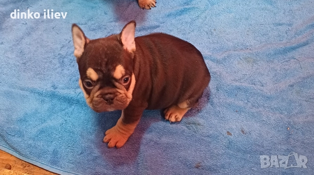 малки булдочета , снимка 4 - Френски булдог - 52907796