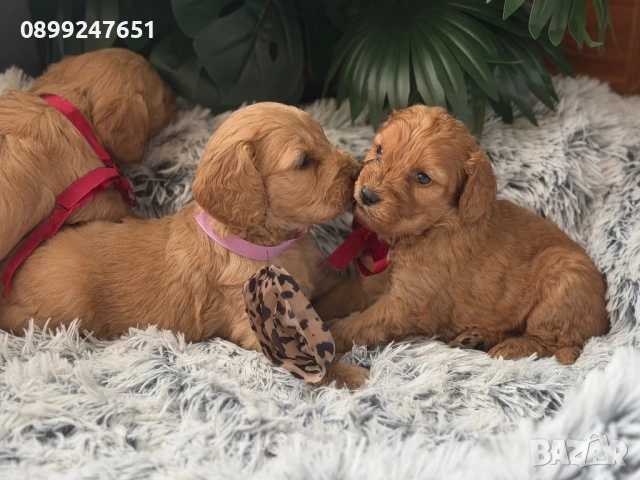 Кокер шпаньол , снимка 2 - Кокер шпаньол - 53282453