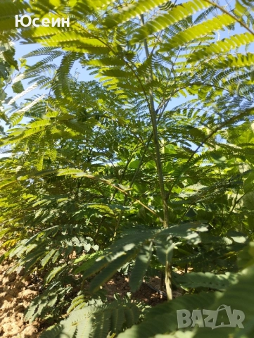 Албиция фиданки, снимка 4 - Градински цветя и растения - 51598316