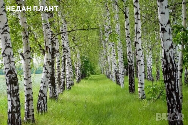 Бяла Бреза, снимка 1