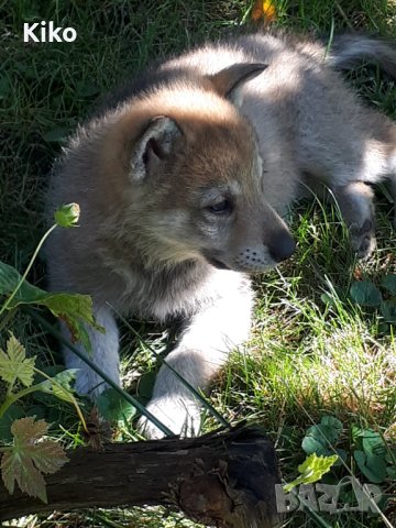 Чехословашки вълчак - малки кученца, снимка 5 - Други - 43527173