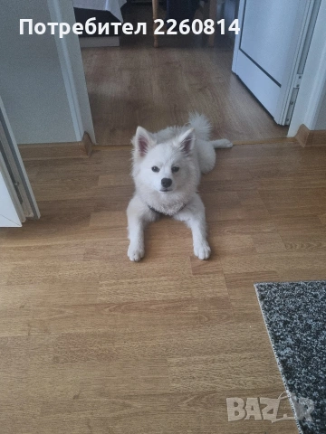 продавам померан спиц