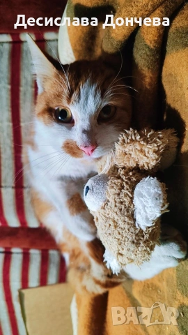 Коте Сами си търси дом, осинови го, снимка 9 - Други - 53033204