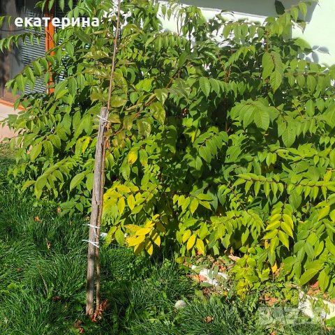 Дръвчета Еводия, снимка 5 - Градински цветя и растения - 38545756