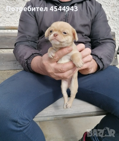 Малки чихуанчета , снимка 18 - Чихуахуа - 53402445