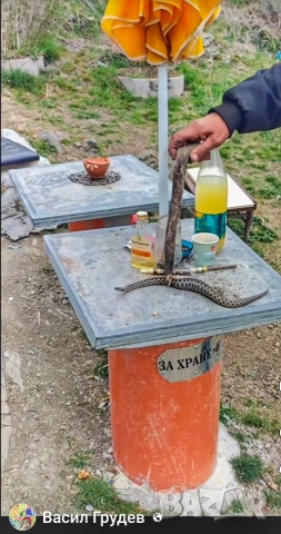 Змий 🐍, снимка 4 - Змии - 53170883