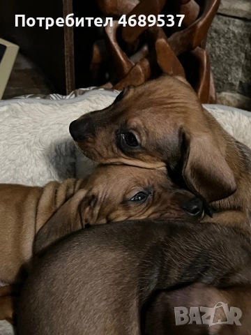 Две игриви момчета търсят своя любящ стопанин , снимка 5 - Дакели - 52869703