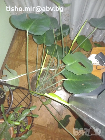 Филодендрон, снимка 4 - Стайни растения - 50517631