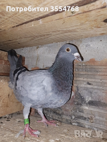 Продавам спортни гълъби 