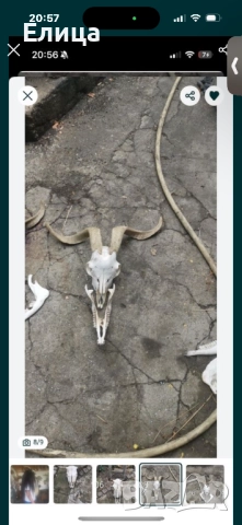 Кукерски маски черепи , снимка 5 - Други - 52209248