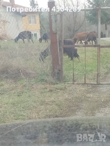 Продавам кози и ярета , снимка 5 - Кози - 53504595