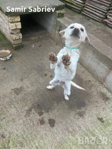 Продавам Кучета , снимка 2 - Други - 52864247