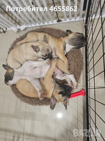 Френски съкровища търсят любящи стопани, снимка 12 - Френски булдог - 52474199