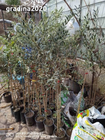 Маслина- Налични 3  сорта  , снимка 6 - Градински цветя и растения - 31773467