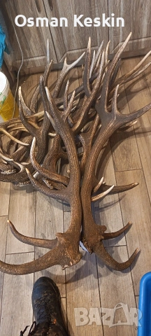 Еленови рога... 20 евро кг. 