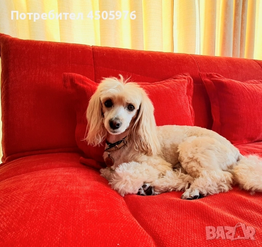 Среден пудел с родословие търси приятелка