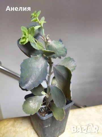 Каланхое с оранжеви камбанки, снимка 4 - Стайни растения - 53214925