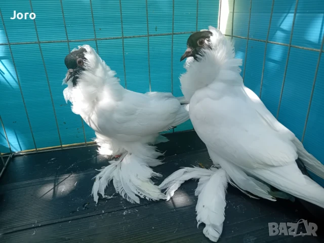 Шмалкалденски монахинии , снимка 1