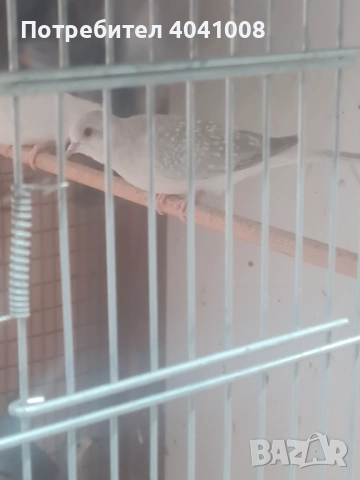 Диамантени гугутки 