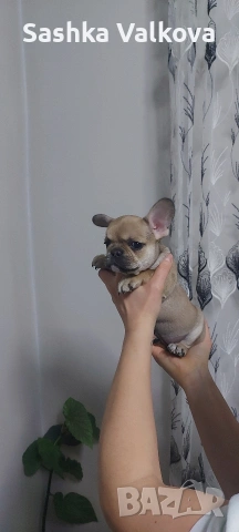 Френски булдочета за продан!
