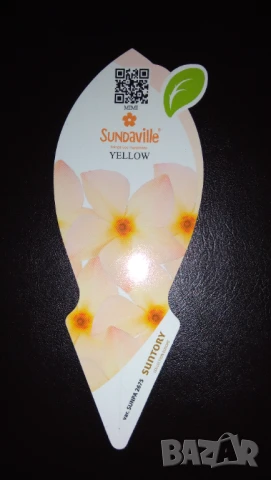 Търся мандевила дипладения жълта