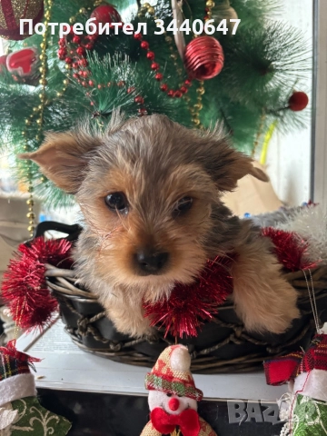 Мъжко йорки , снимка 2 - Йоркширски териер - 52897629