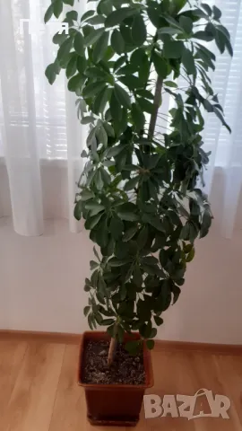 Продавам шефлера висока 1м.със саксията за 15 евро, снимка 4 - Стайни растения - 48549080