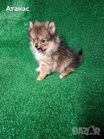 Продавам мини померан, снимка 1