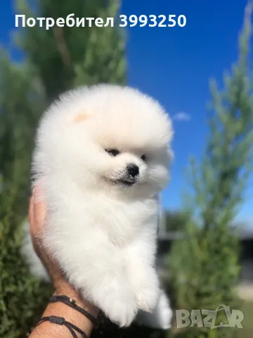 Мини померан момче, снимка 2 - Померан - 47607919