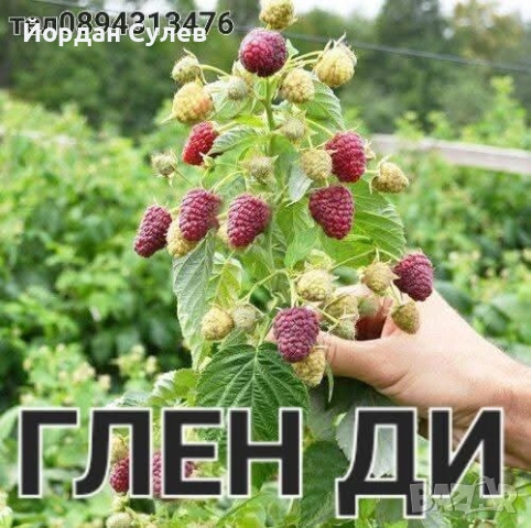 ‼️🌱Здравеите предлагам разсад Малини Със Висок Добив Много Сладки и Ароматни  Глен Ди Люлин и Полка, снимка 4 - Къщи - 52018083