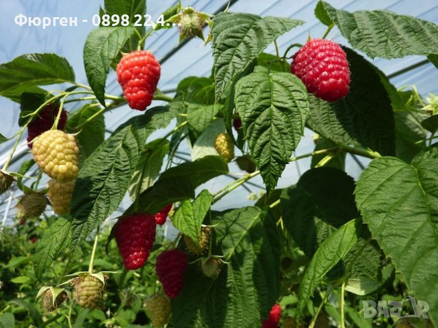 Малина - Малини Разсад   Налични 12 сорта , снимка 4 - Разсади - 43062734