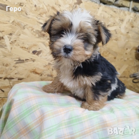 йоркширски териер 