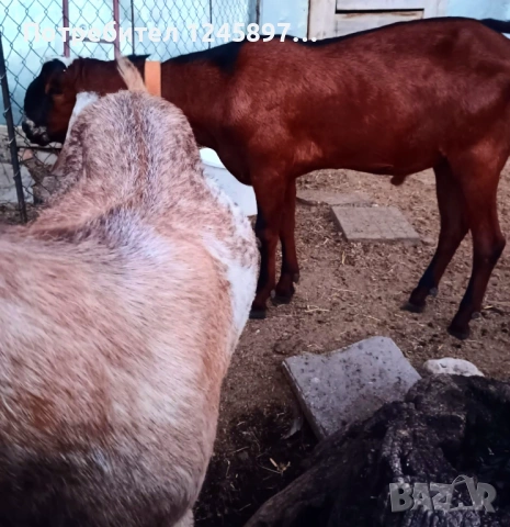 Англо-нубийски пърч