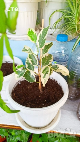 Трилистник, Индрише, Бегония, Бенджамин, Епипремнум, Билбергия , снимка 9 - Стайни растения - 52017877