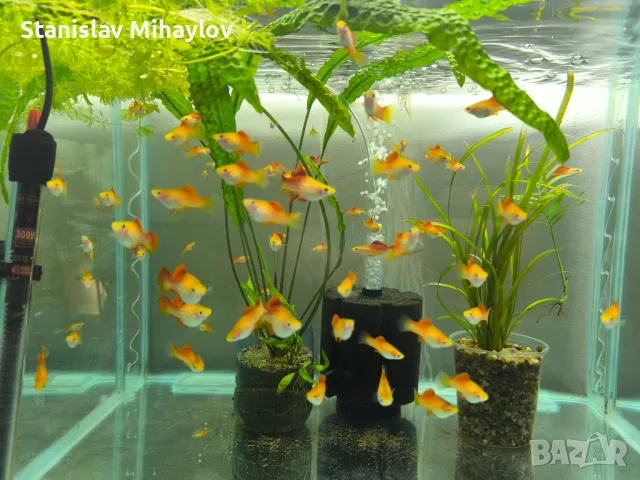 Ананасов хелер , снимка 4 - Рибки - 49272893