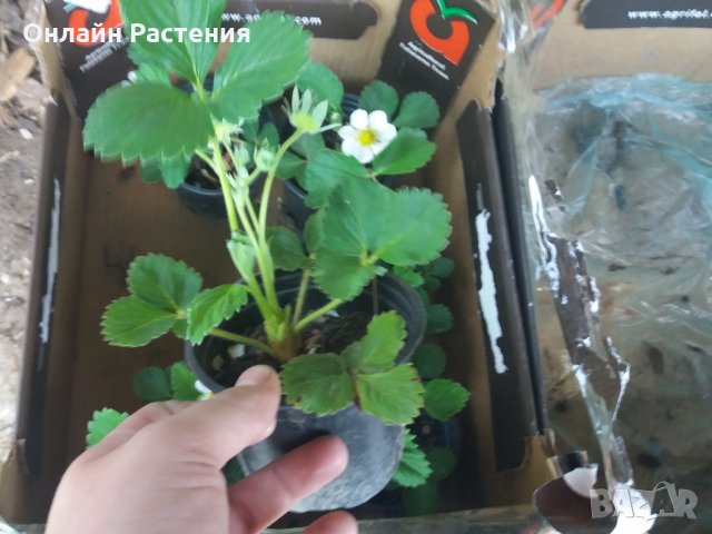 Разсад  ЯГОДА - Целогодишна и каскадна , снимка 4 - Градински цветя и растения - 27209005