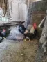 млади домашни петли , снимка 7