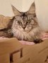 Чистокръвно коте от породата Мейн Куун, снимка 1 - Мейн кун - 43134897