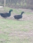 патици каюга чифт, снимка 2