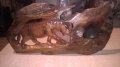 Пано стенно от тиково дърво - тигър ръчна изработка-44х22см, снимка 3