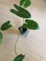 Philodendron Burle Marx , снимка 3