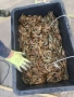 Продавам живи езерни раци , снимка 1