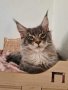 Чистокръвно котенце от породата Мейн Куун, снимка 1 - Мейн кун - 43267456