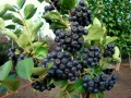 Едроплодна арония (Aronia melanocarpa 'Galicjanka'), снимка 1