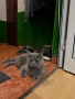 Британска котка , снимка 3